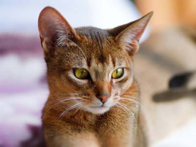 abyssinian