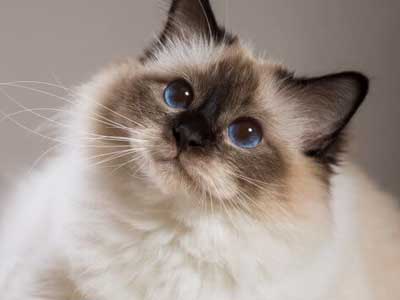 birman