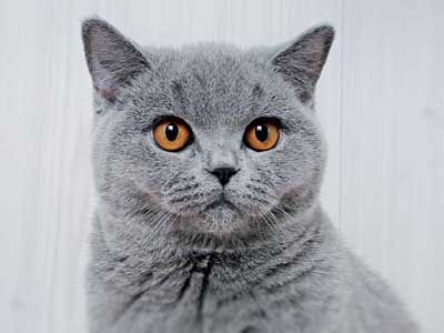 british-shorthair