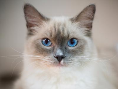 ragdoll