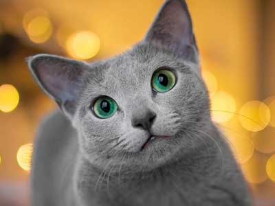 russian-blue